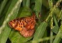 meadow_fritillary782