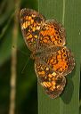 pearl_crescent901