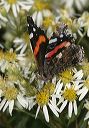 red_admiral4519