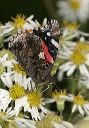 red_admiral4522