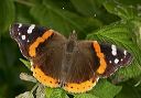 red_admiral_2005