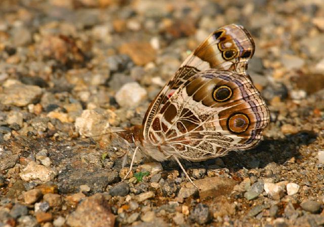 Vanessa virginiensis Nymphalidae