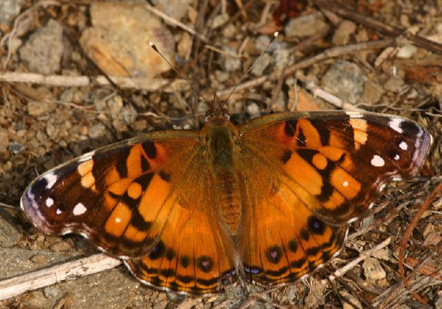 Vanessa virginiensis Nymphalidae