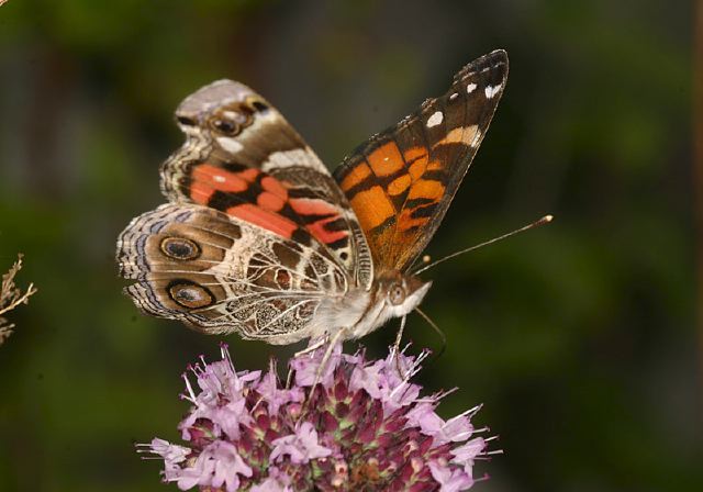 Vanessa virginiensis Nymphalidae