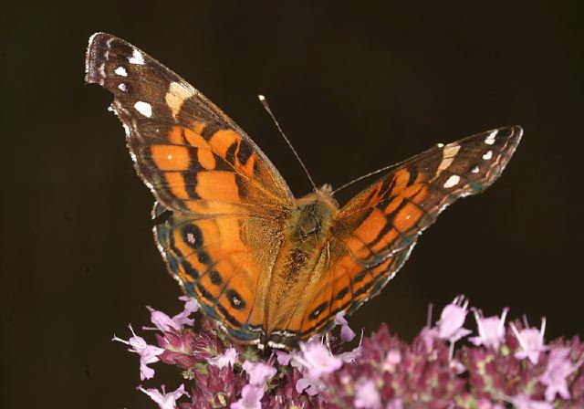 Vanessa virginiensis Nymphalidae