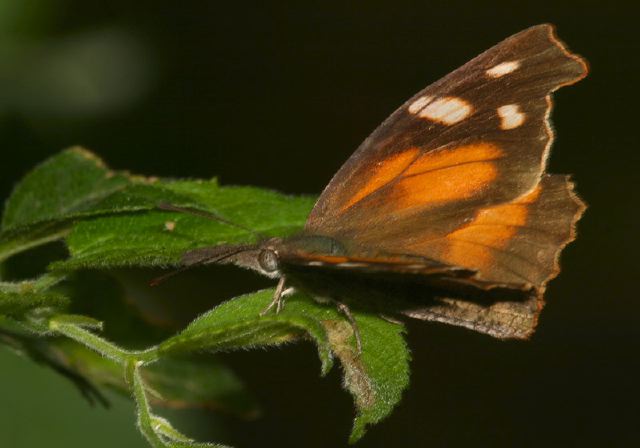 Libytheana carinenta Nymphalidae