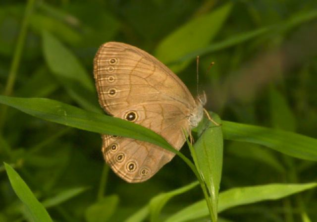 Satyrodes appalachia Nymphalidae