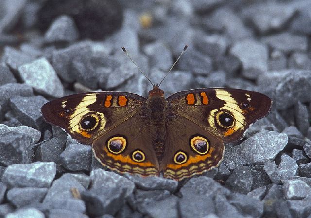 Junonia coenia Nymphalidae