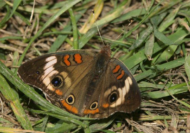 Junonia coenia Nymphalidae