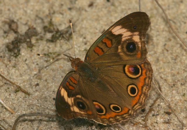 Junonia coenia Nymphalidae