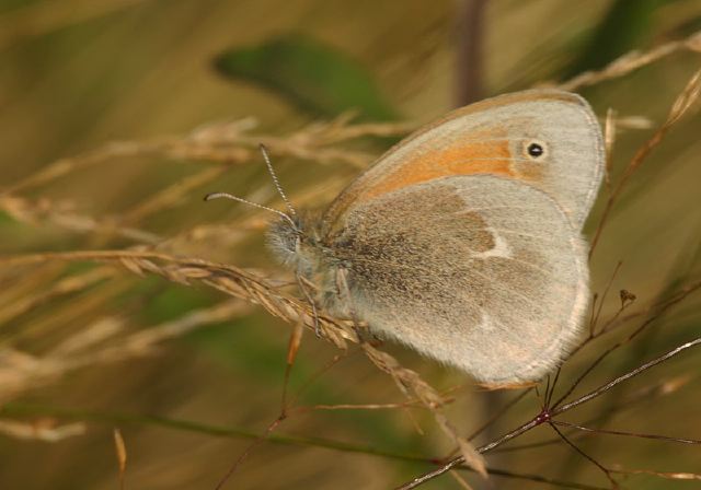 Coenonympha tullia Nymphalidae