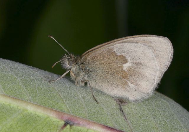 Coenonympha tullia Nymphalidae