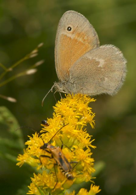 Coenonympha tullia Nymphalidae