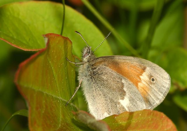 Coenonympha tullia Nymphalidae