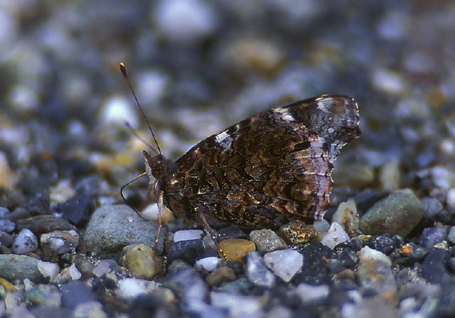 Nymphalis vaualbum Nymphalidae