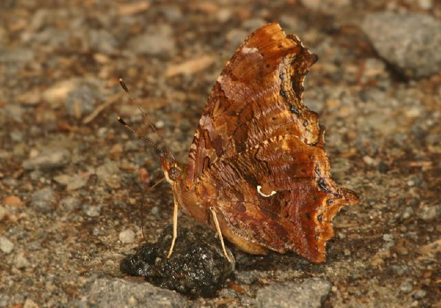 Polygonia comma Nymphalidae