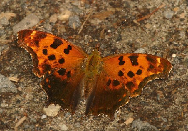 Polygonia comma Nymphalidae