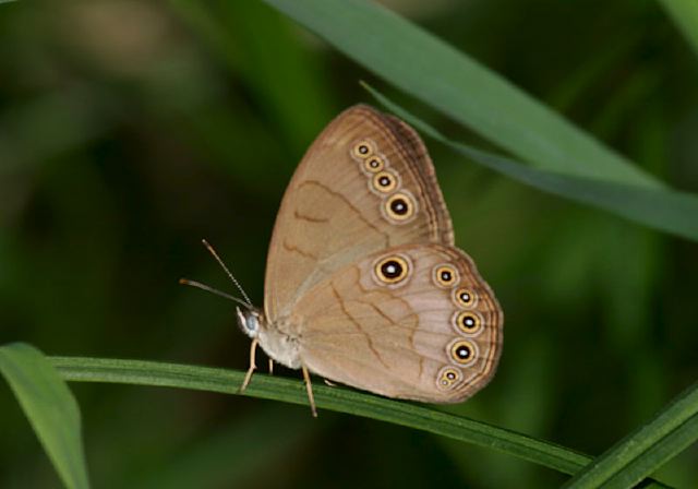 Satyrodes appalachia Nymphalidae