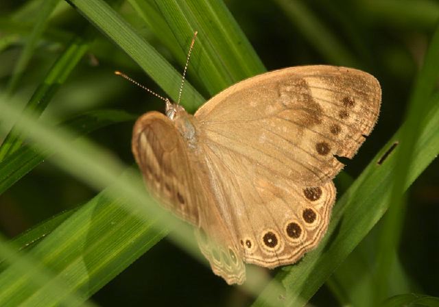 Satyrodes eurydice Nymphalidae