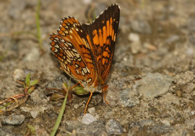 Chlosyne harrisii Nymphalidae