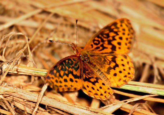 Boloria bellona Nymphalidae