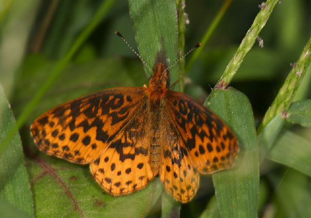 Boloria bellona Nymphalidae