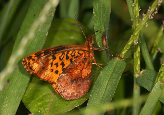 Boloria bellona Nymphalidae