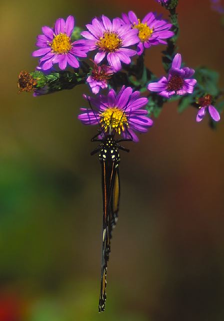 Danaus plexippus Nymphalidae