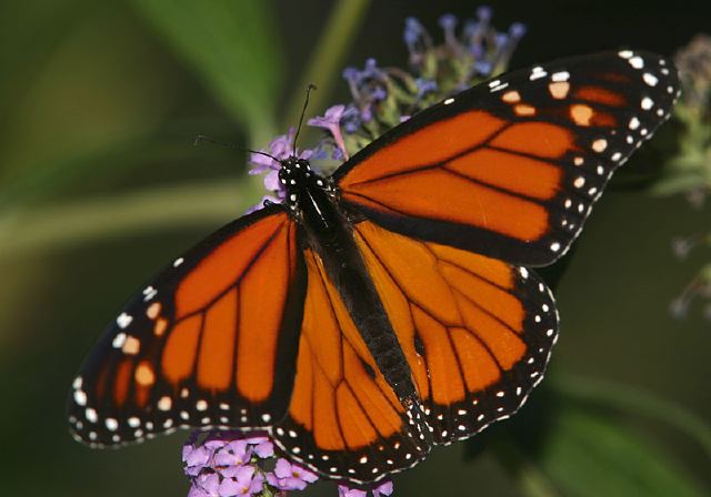 Danaus plexippus Nymphalidae