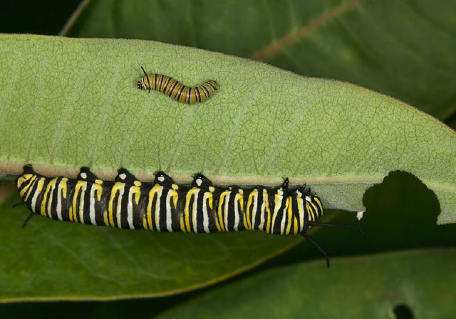 Danaus plexippus Nymphalidae