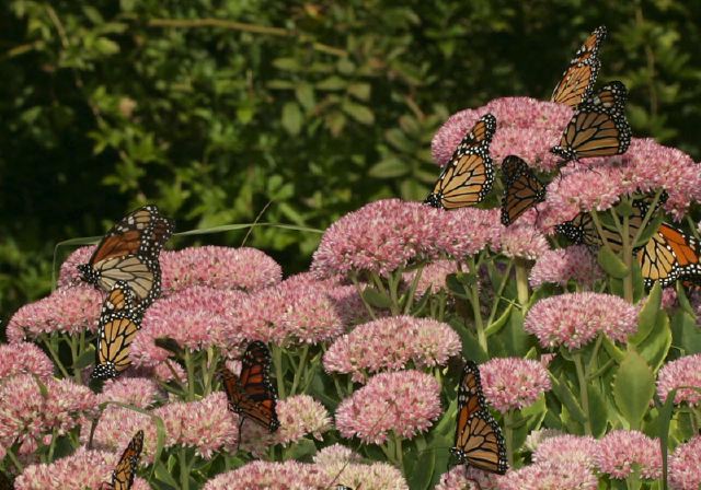 Danaus plexippus Nymphalidae