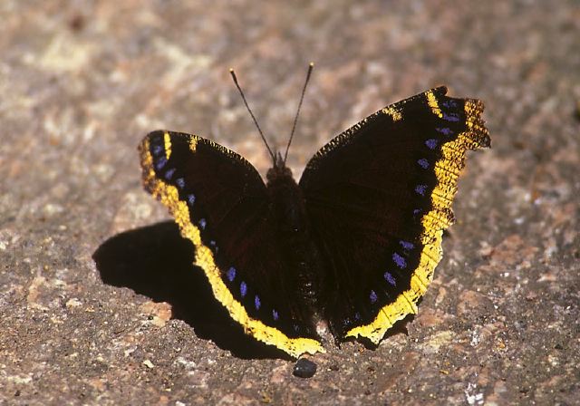 Nymphalis antiopa Nymphalidae