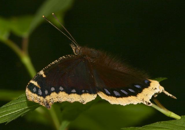 Nymphalis antiopa Nymphalidae
