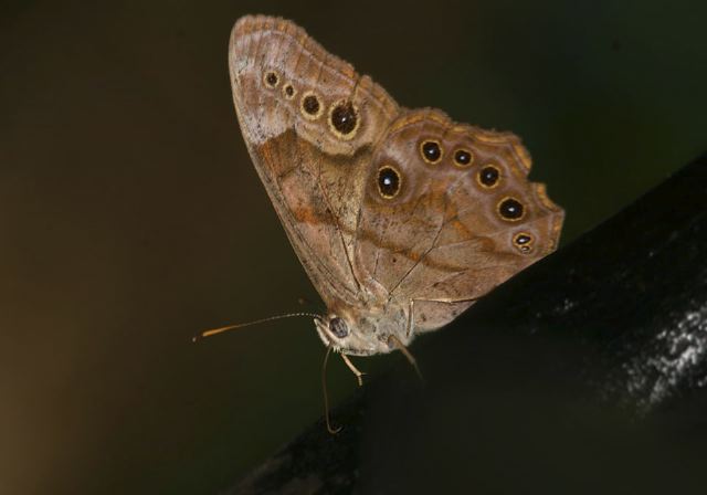 Enodia anthedon Nymphalidae