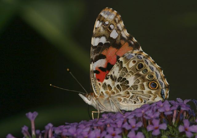 Vanessa cardui Nymphalidae