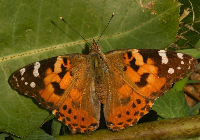 Vanessa cardui Nymphalidae