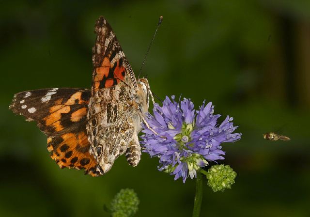 Vanessa cardui Nymphalidae