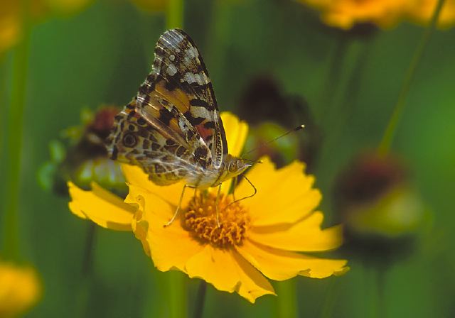 Vanessa cardui Nymphalidae