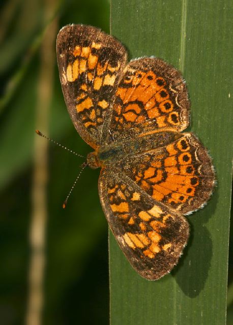 Phyciodes tharos Nymphalidae