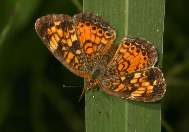 Phyciodes tharos Nymphalidae