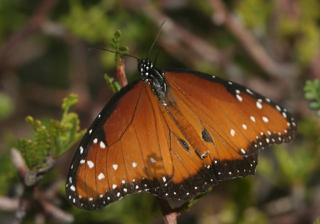 Danaus gilippus Nymphalidae