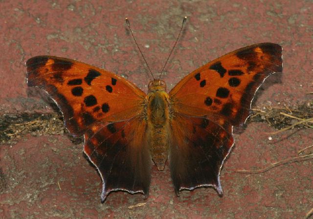 Polygonia interrogationis Nymphalidae