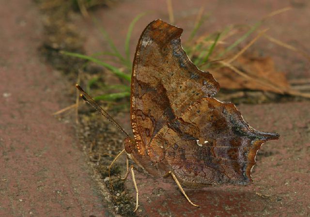 Polygonia interrogationis Nymphalidae