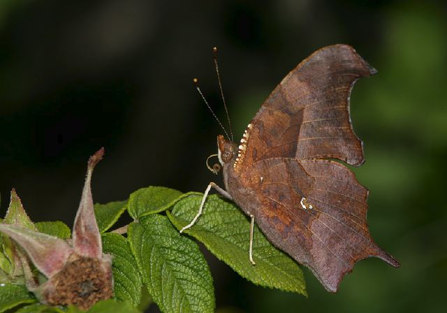 Polygonia interrogationis Nymphalidae