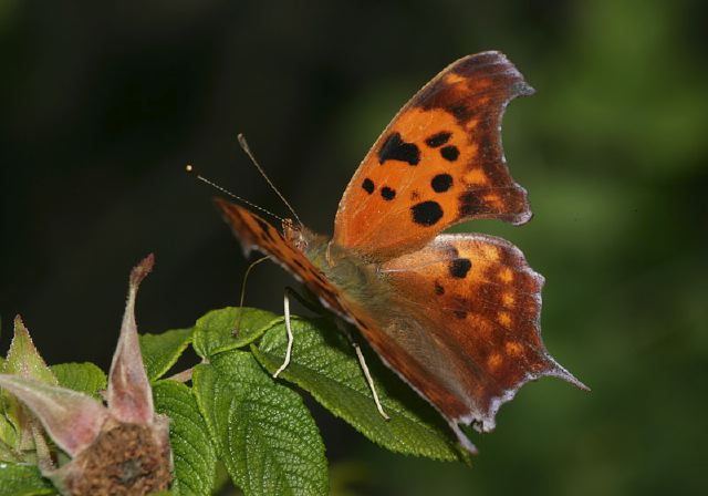 Polygonia interrogationis Nymphalidae