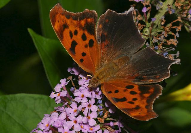 Polygonia interrogationis Nymphalidae