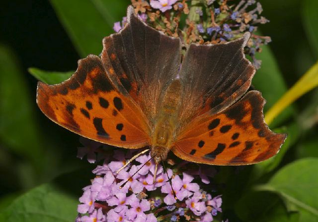 Polygonia interrogationis Nymphalidae