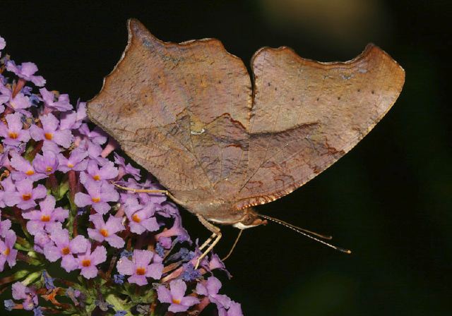 Polygonia interrogationis Nymphalidae