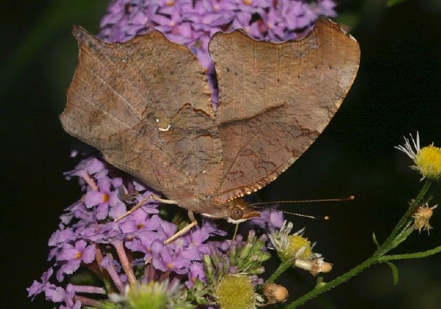 Polygonia interrogationis Nymphalidae