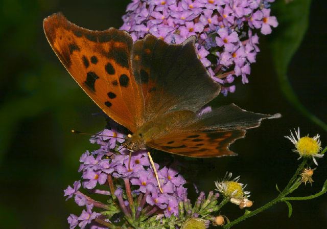 Polygonia interrogationis Nymphalidae